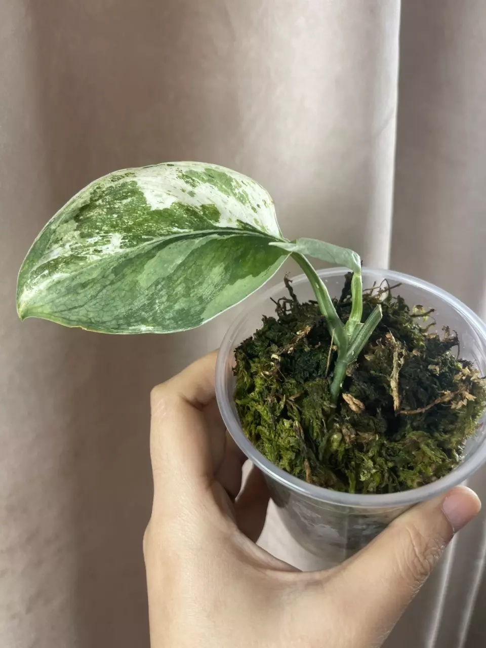 Unicorn base cut thumbnail