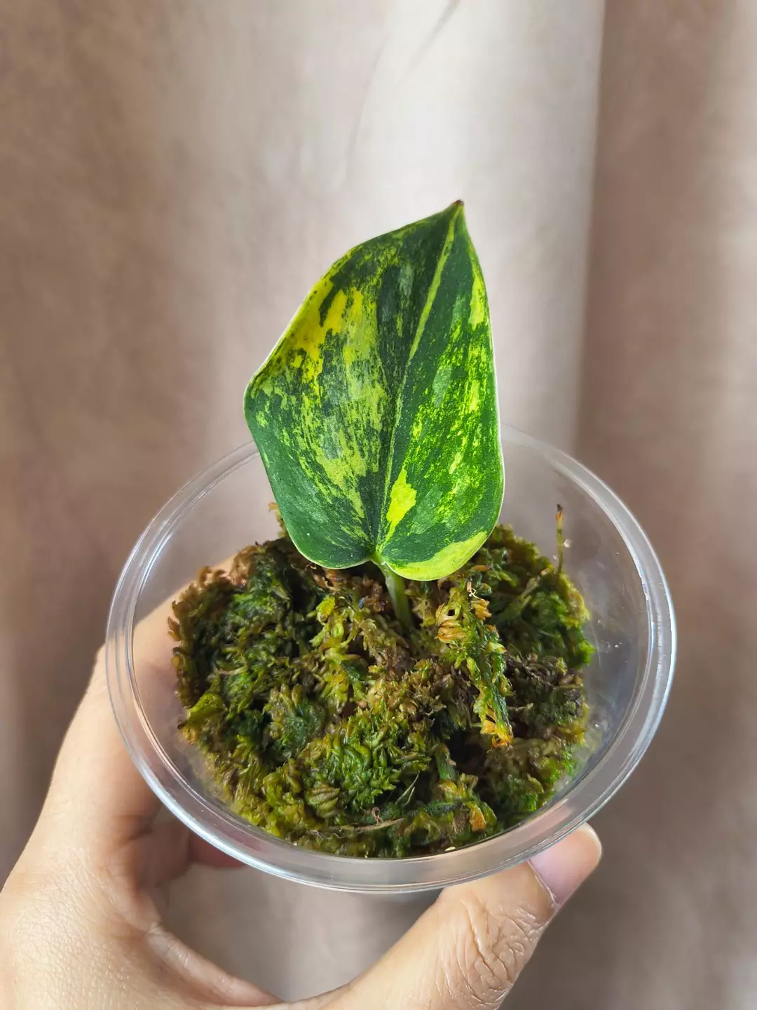 Green diamond thumbnail