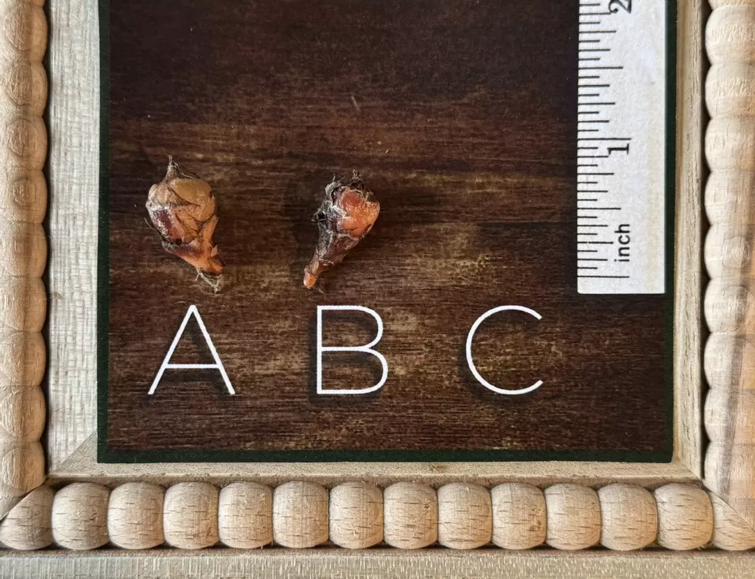 Alocasia Golden Bone thumbnail