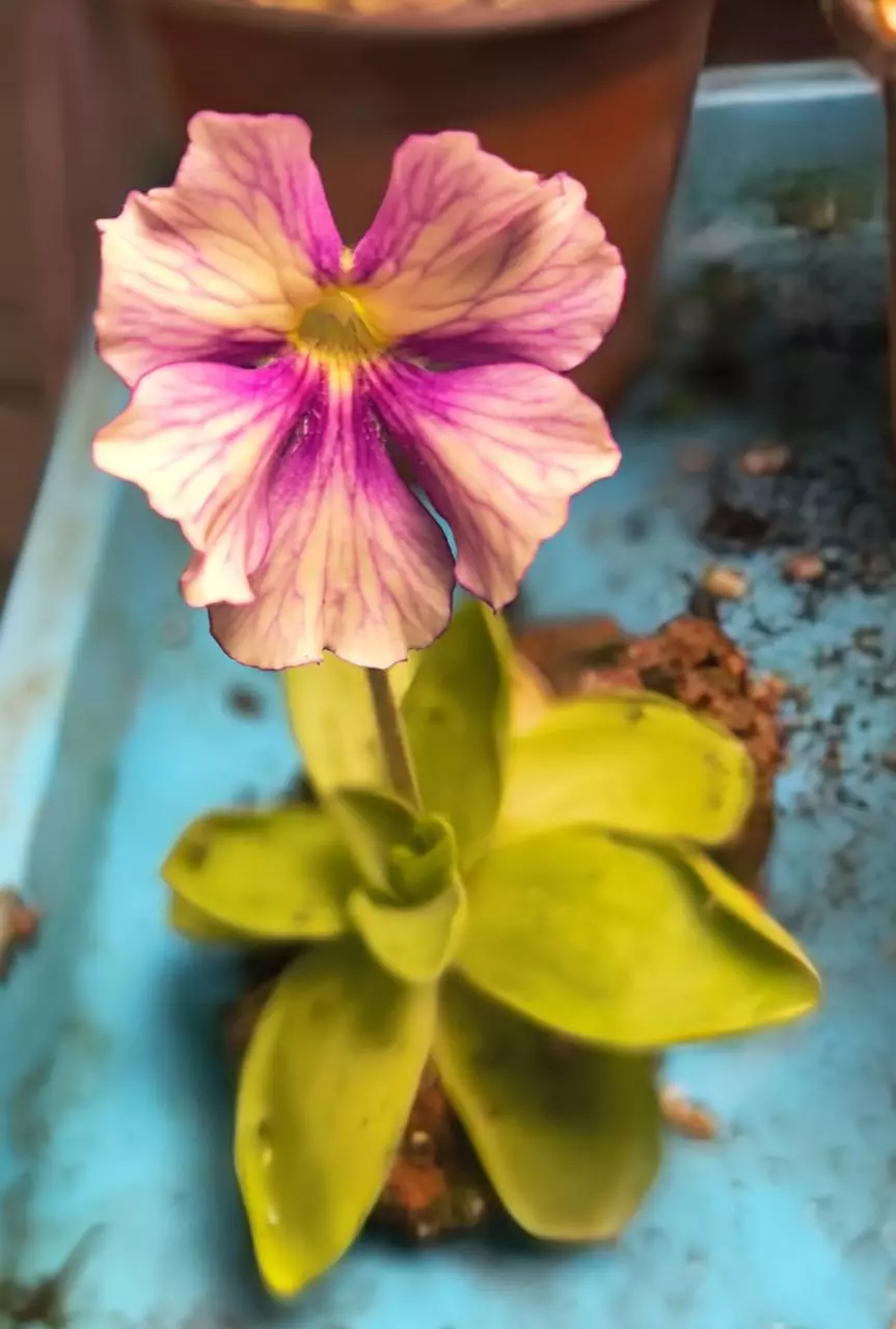 Razzberry blonde ping rock thumbnail