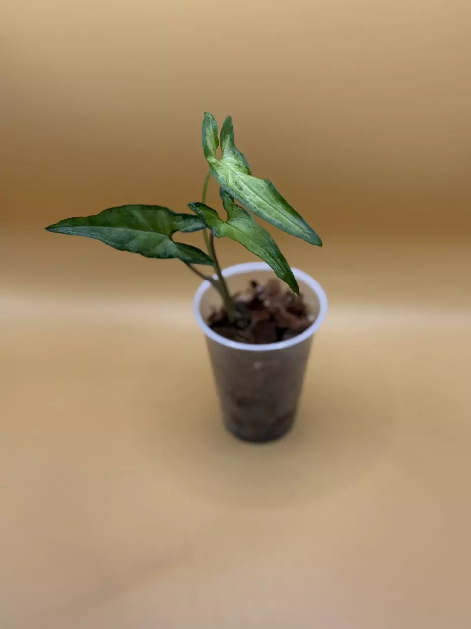 Lance Leaf Syngonium thumbnail