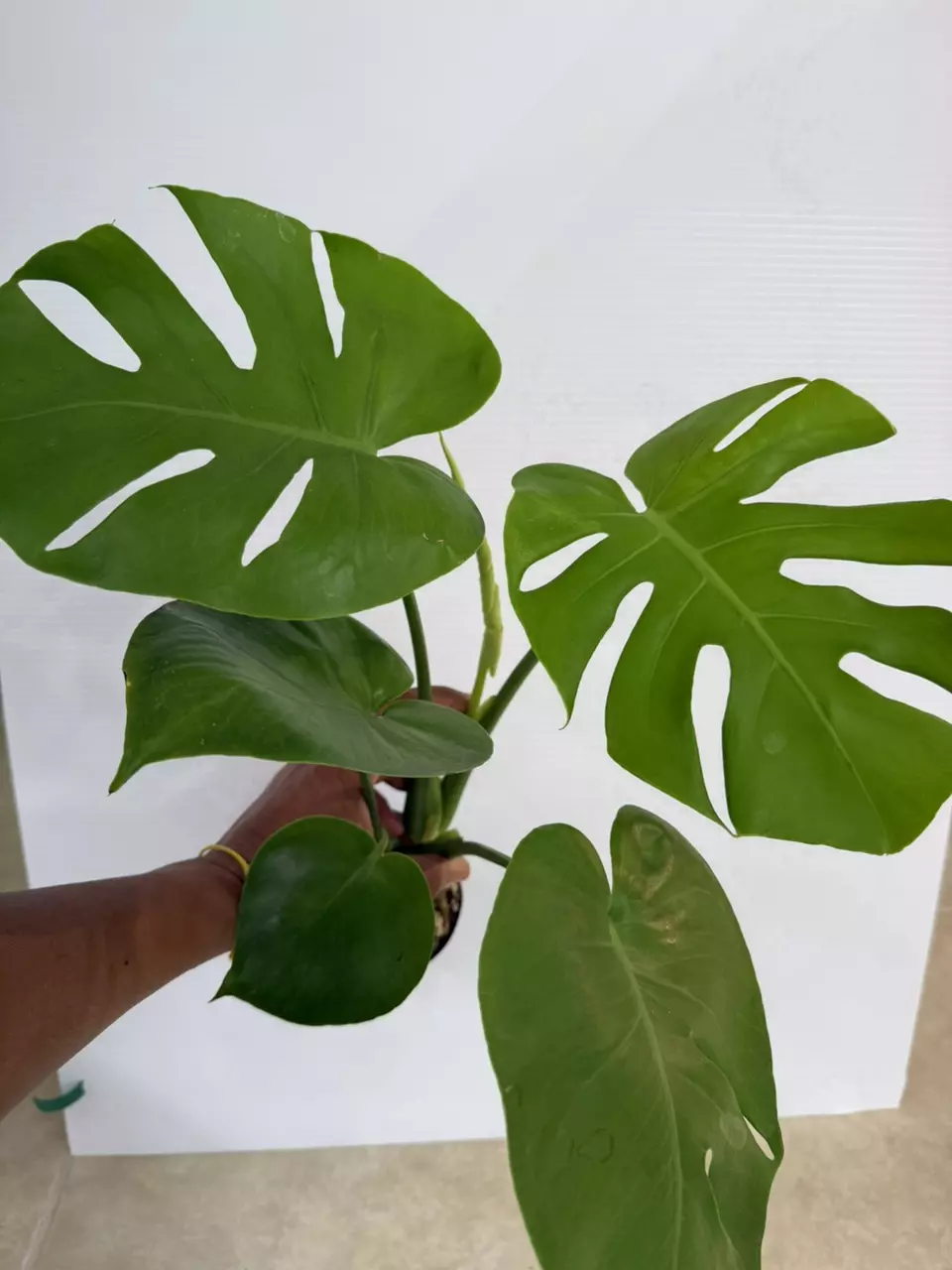 Monstera lemon lime 7382 thumbnail