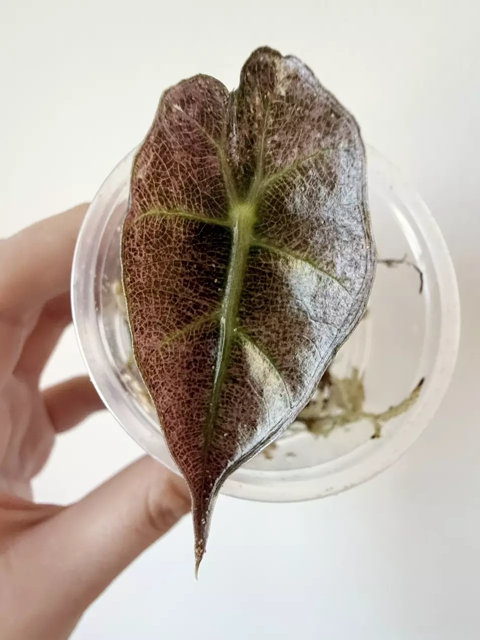 Alocasia Pink Polly Ghost thumbnail