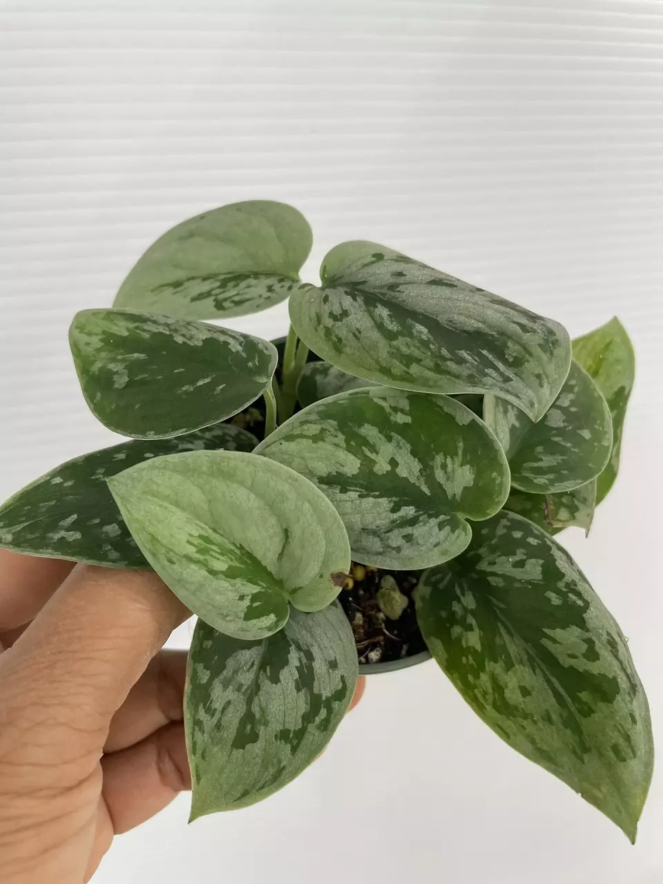 Scindapsus silvery Anne 1066 thumbnail