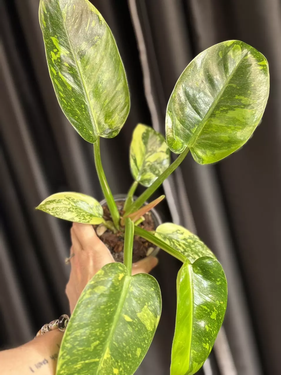 Green Congo Var thumbnail