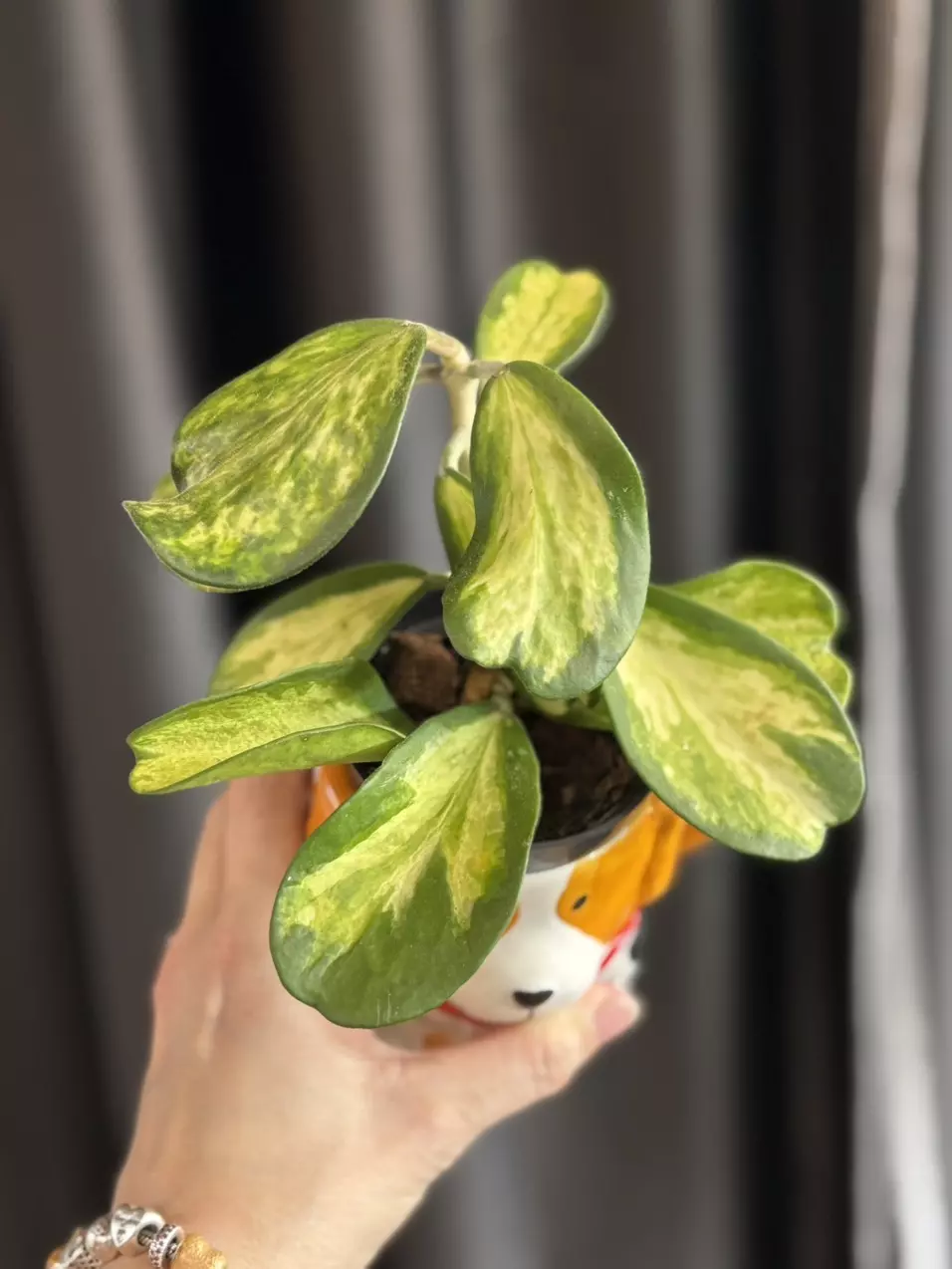 Hoya Kerri “Picta Spot” thumbnail