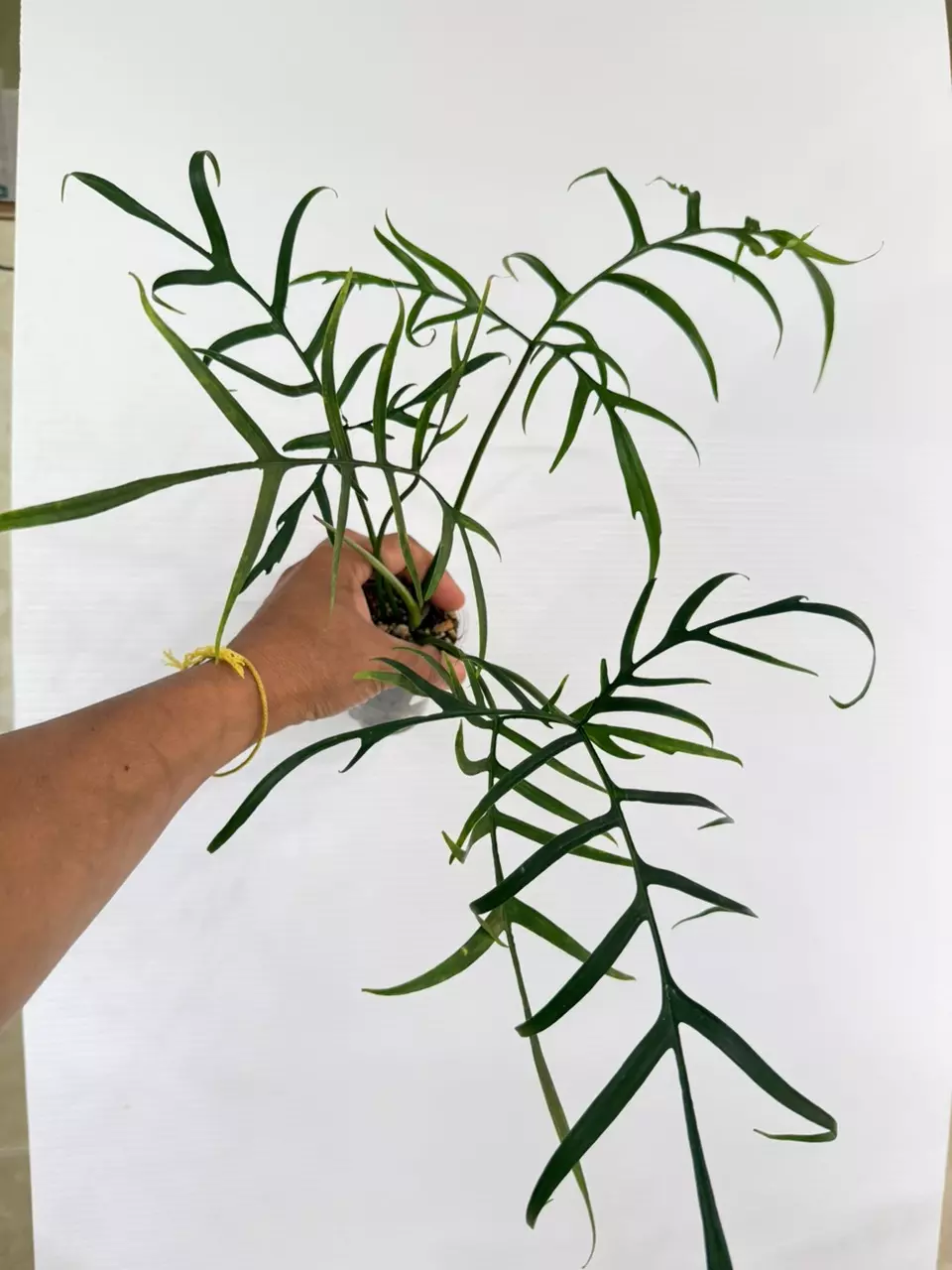 Philodendron Polypodioides 1042 thumbnail