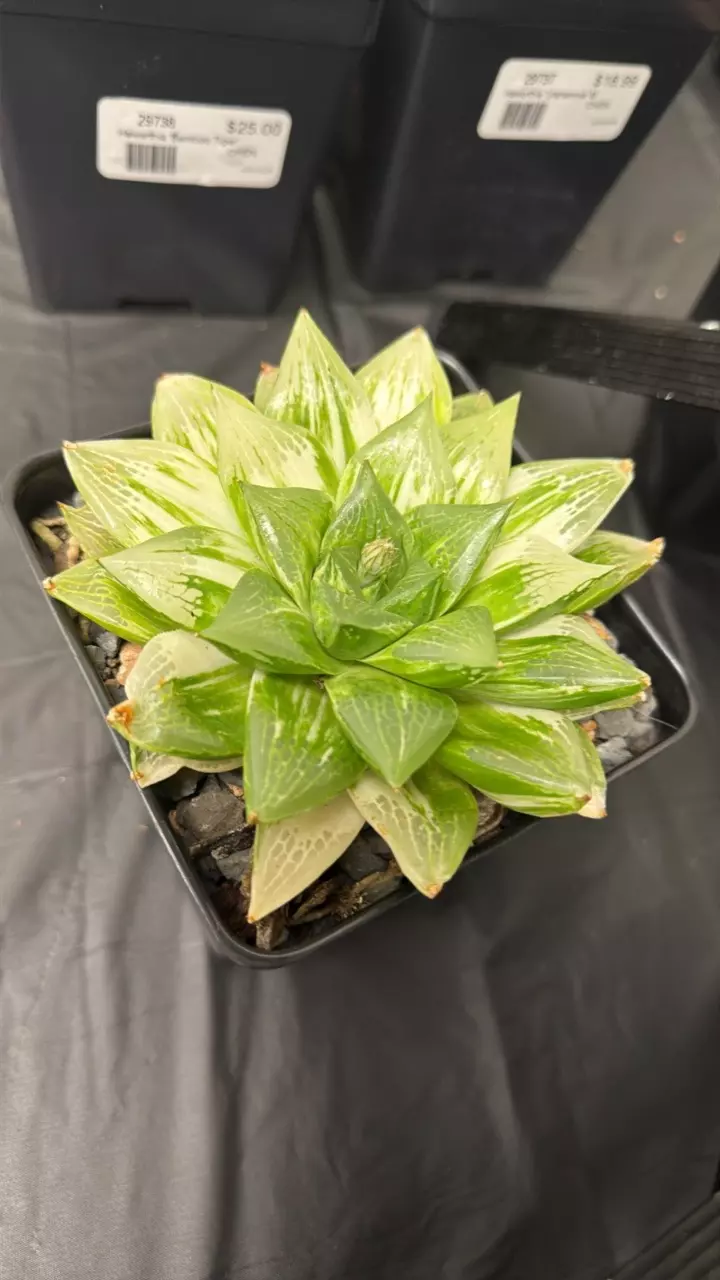 Haworthia variegata thumbnail