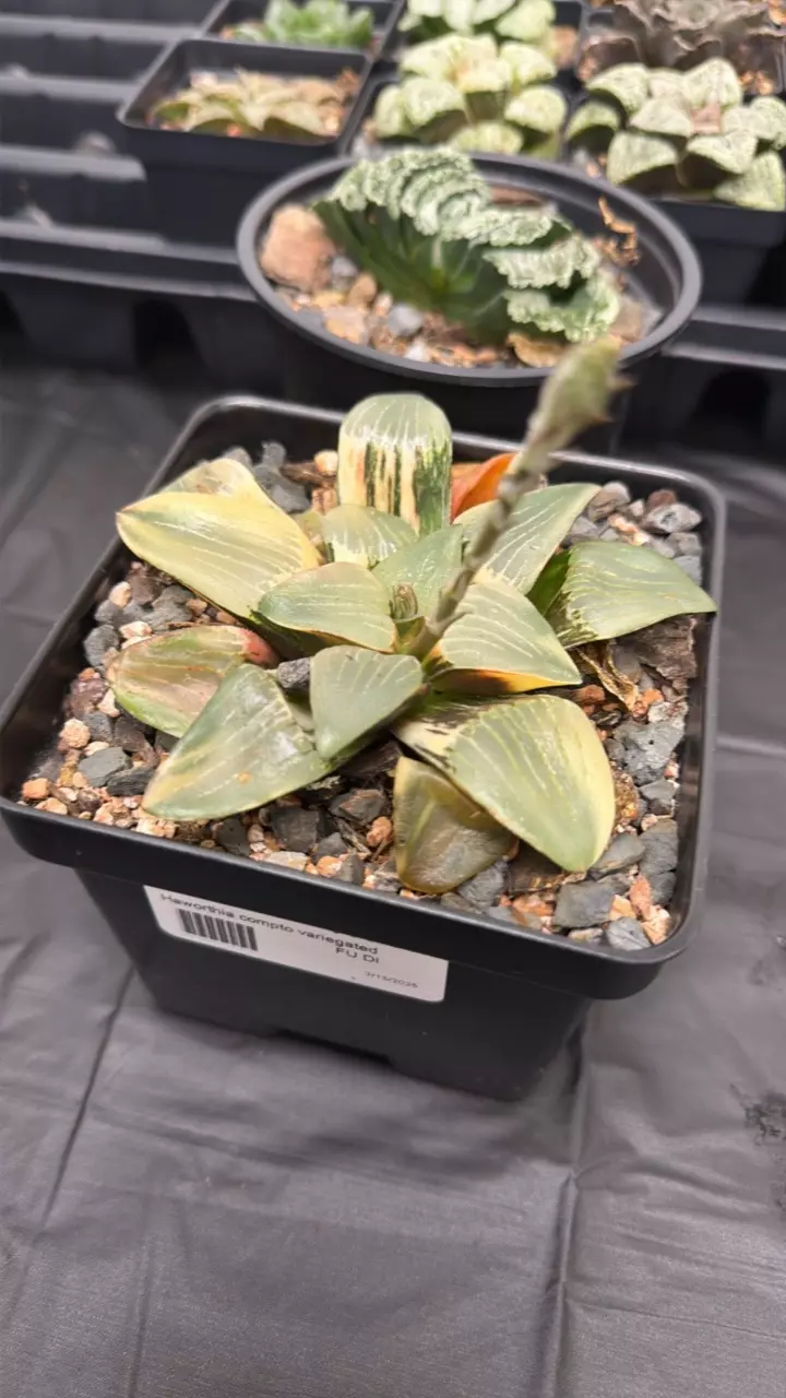 Haworthia compto variegated thumbnail