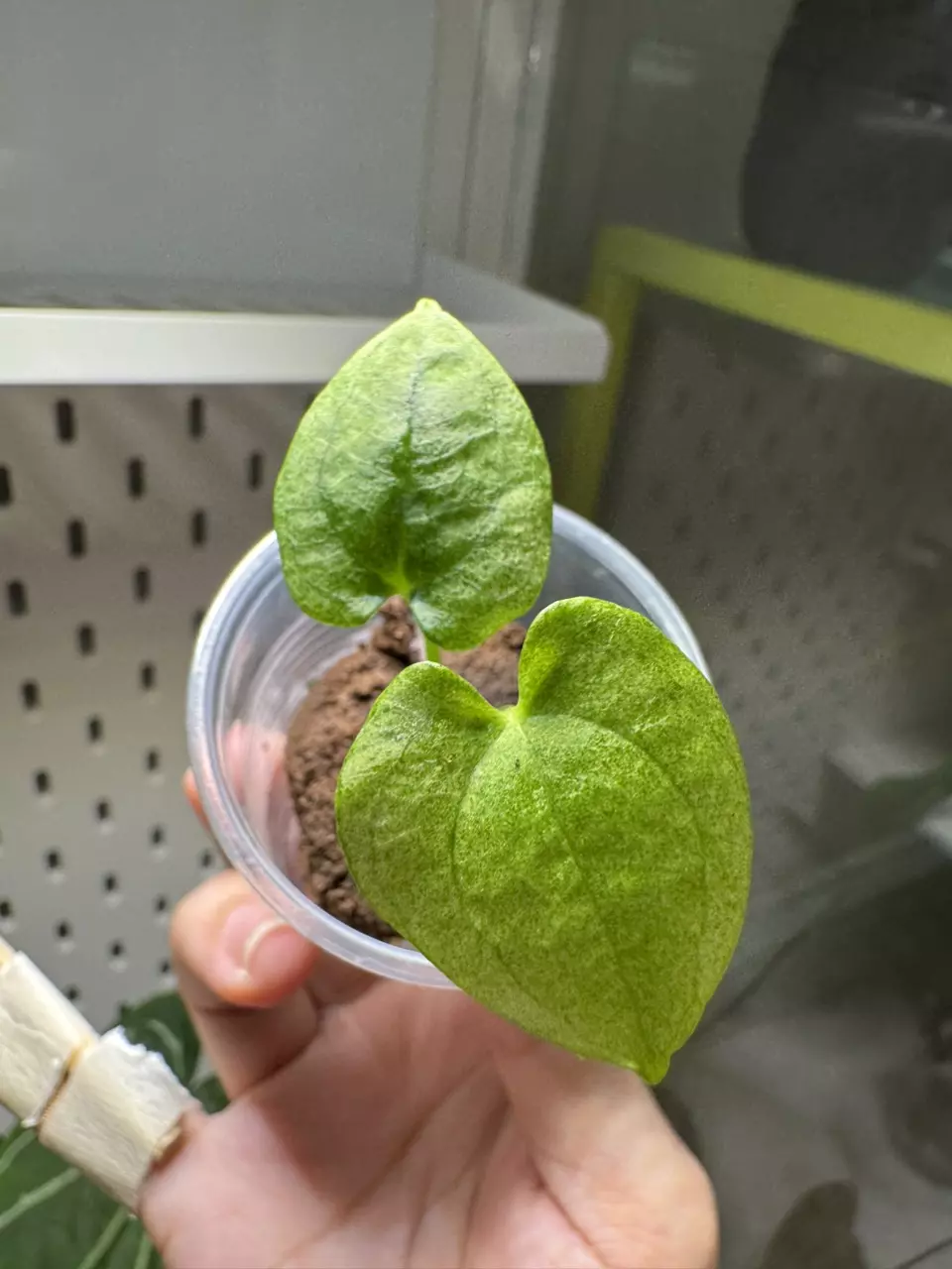 Anthurium Dark Phoenix variegated thumbnail