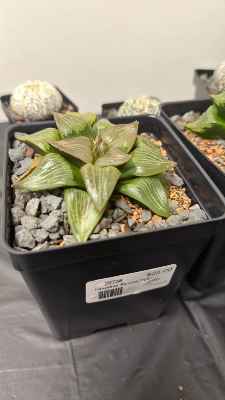 Haworthia bamboo tiger thumbnail