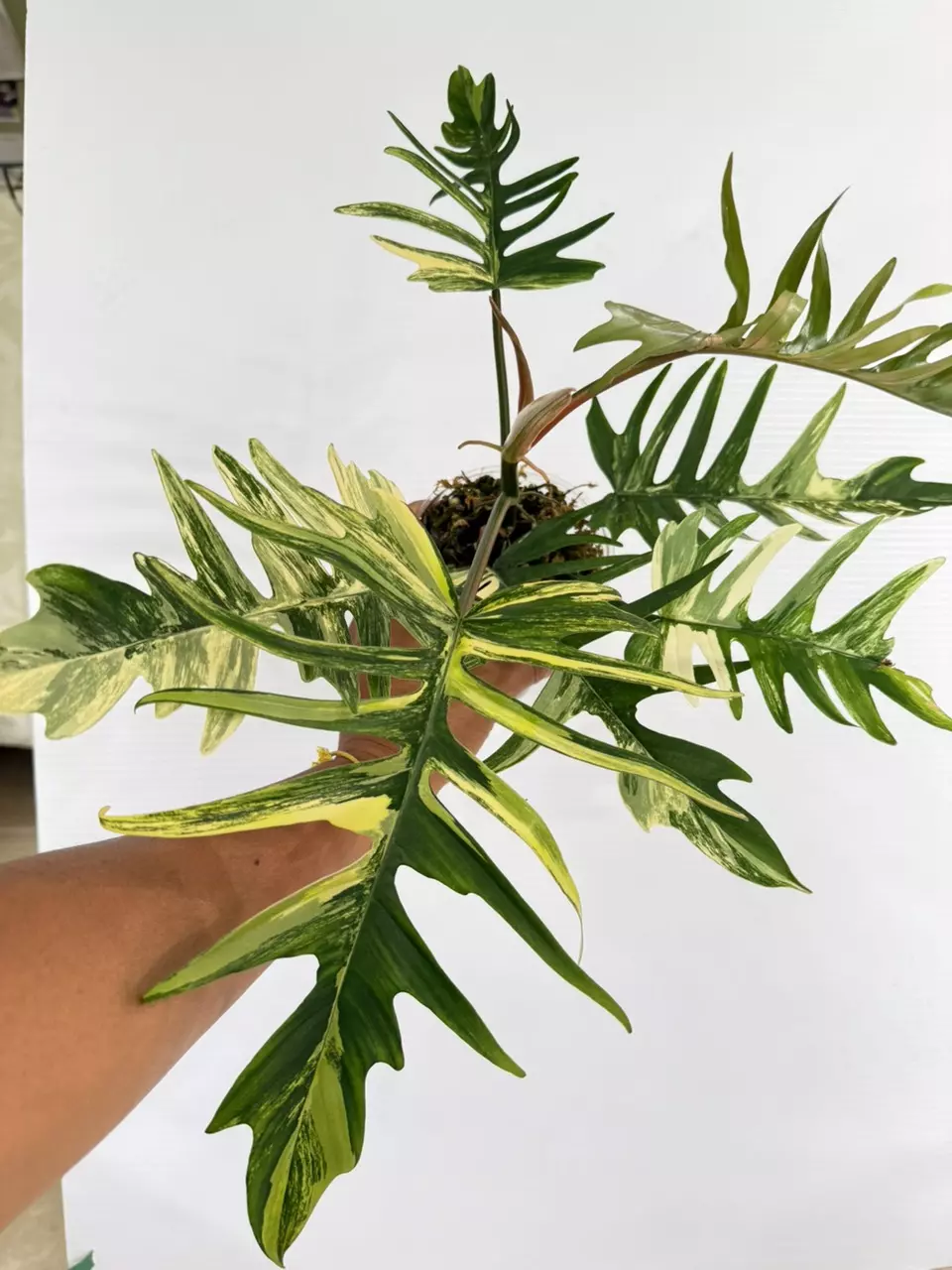 Philodendron Florida Beauty x Tortum 1050 thumbnail