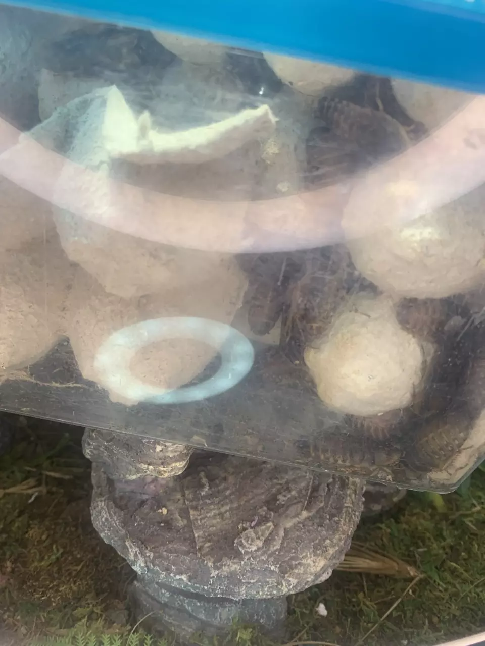 100 pack Dubai roaches thumbnail