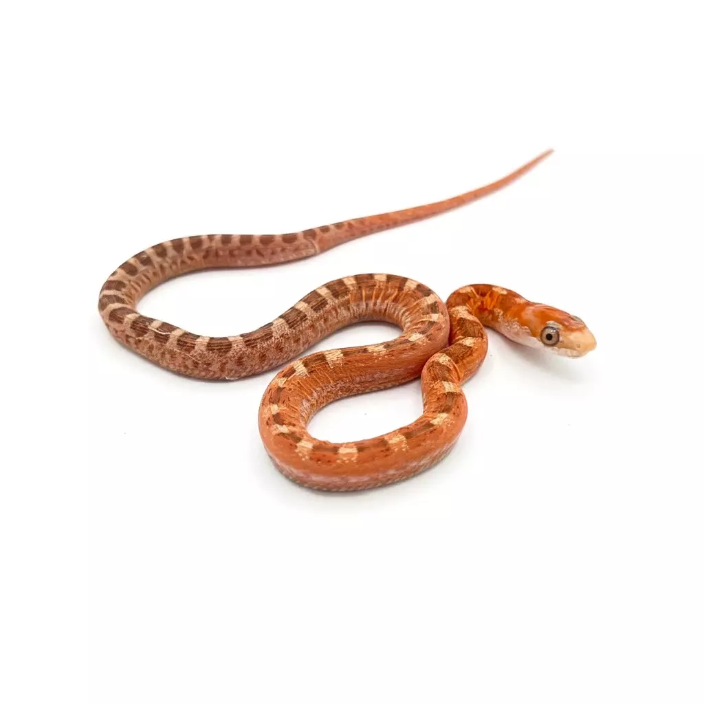 Scaleless Everglades rat snake thumbnail