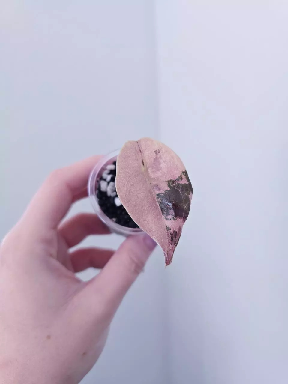 Alocasia Cuprea Var RESERVED thumbnail