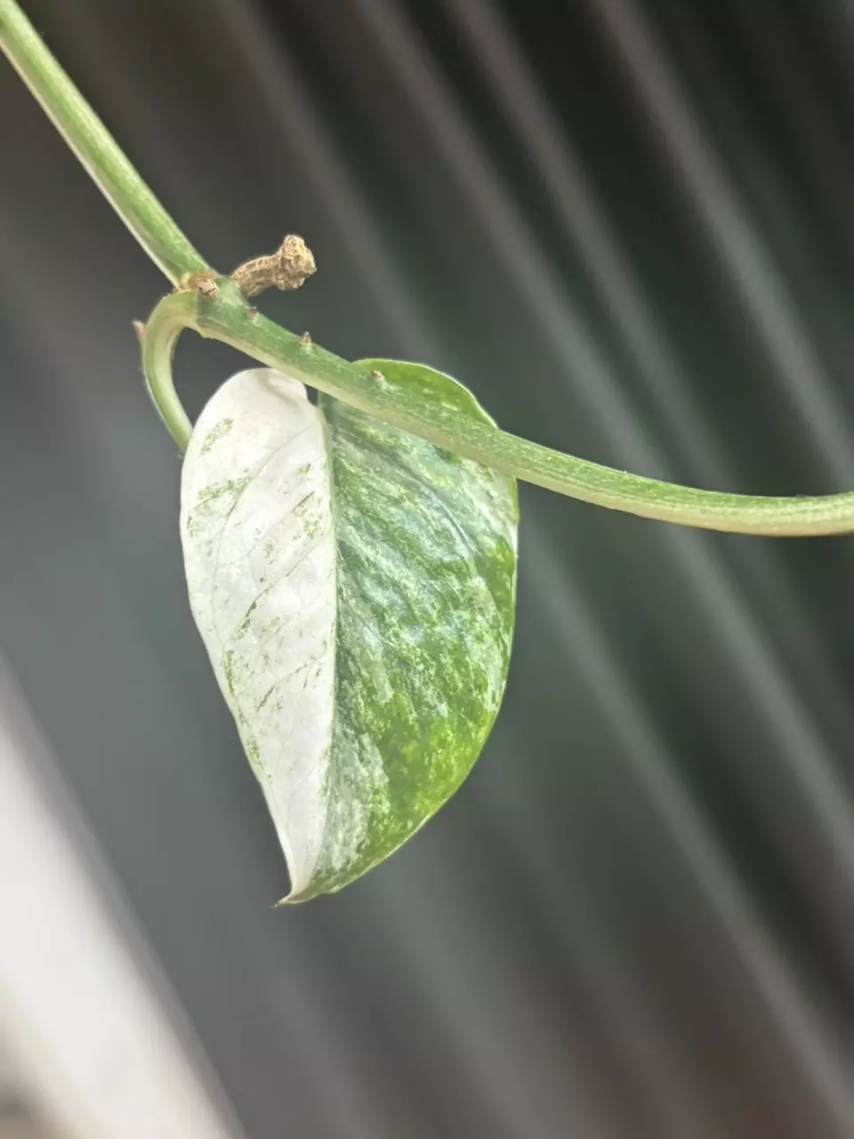 Jade Satin Albo Scindapsus thumbnail