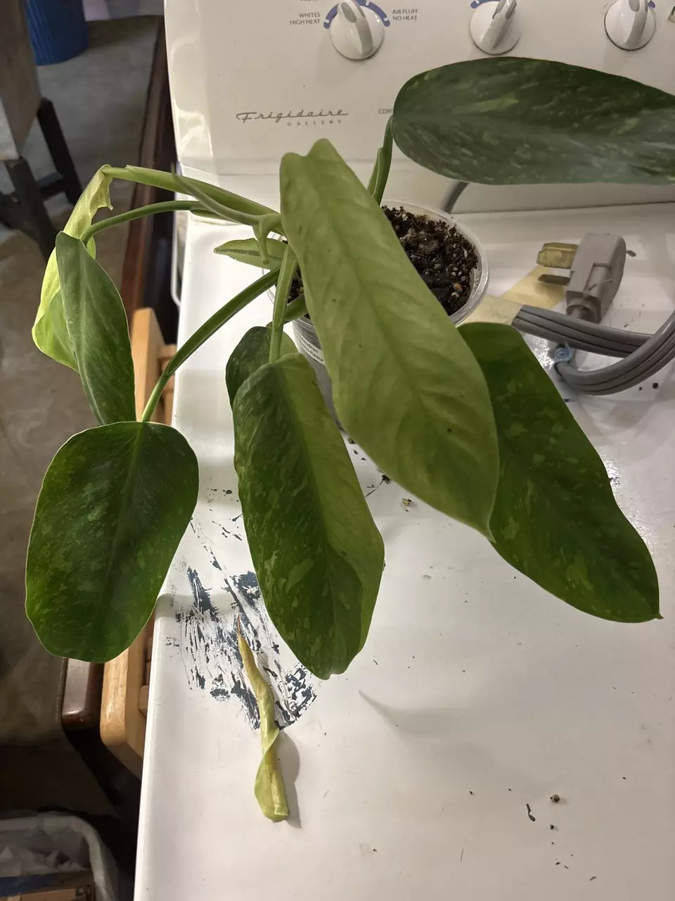 Philodendron ‘Jose Buono Fiesta’ thumbnail
