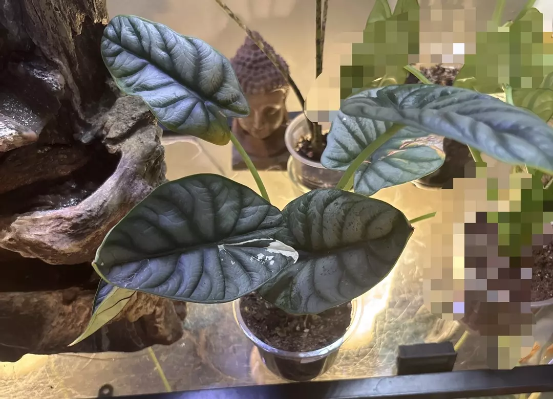 Alocasia baginda ‘Dragon Scale’ thumbnail