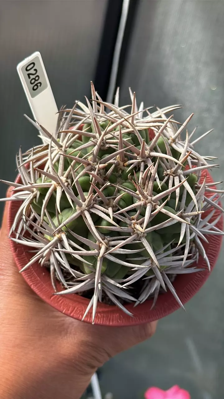 0286 Gymnocalycium castellanosii ssp. Ferocius 4.3” pot. thumbnail