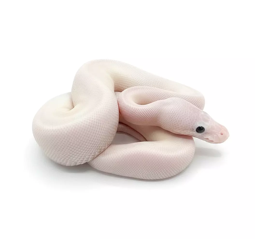 Black eyed leucistic ball python thumbnail