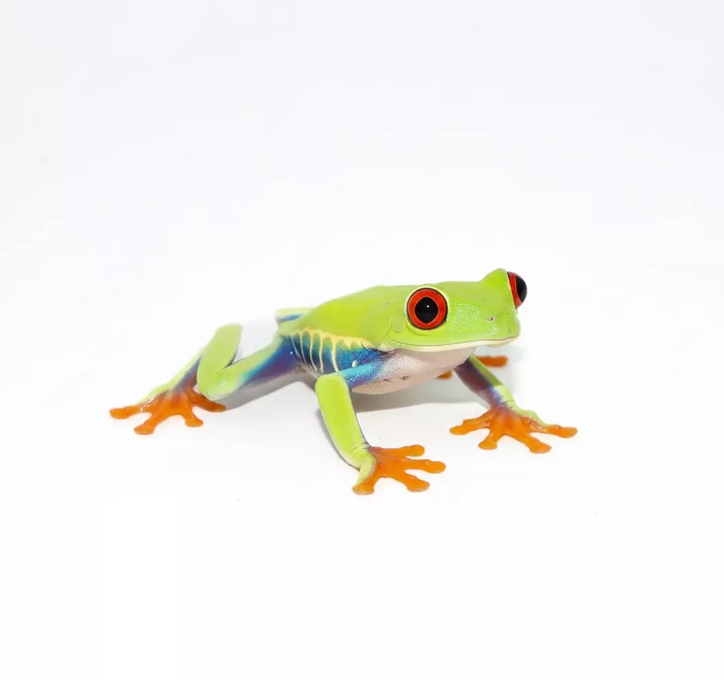 Red eyed tree frogs (field collected subadults-adults) thumbnail