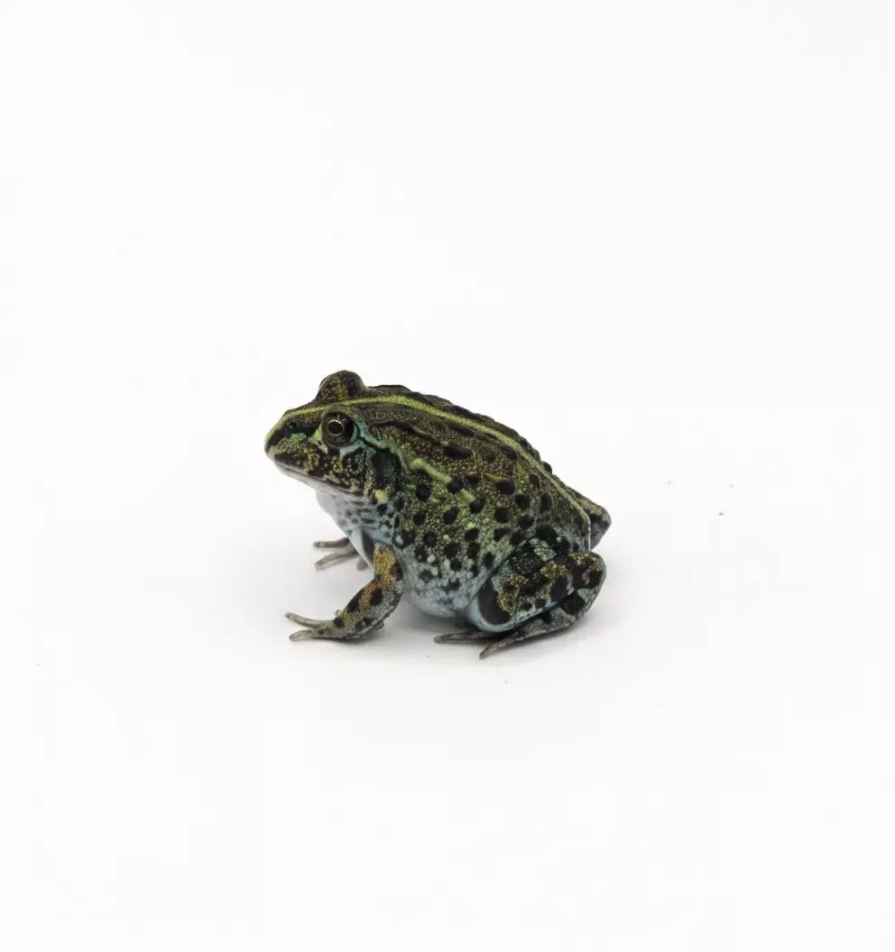 African bullfrog (pixie frogs!) thumbnail