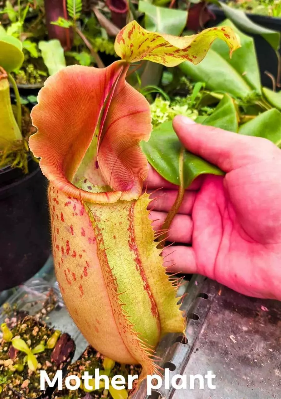 Nepenthes Maxima x veitchii thumbnail