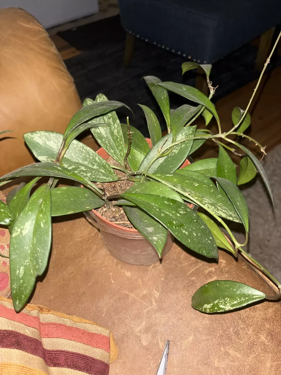 Hoya carnosa ‘Splash’ thumbnail