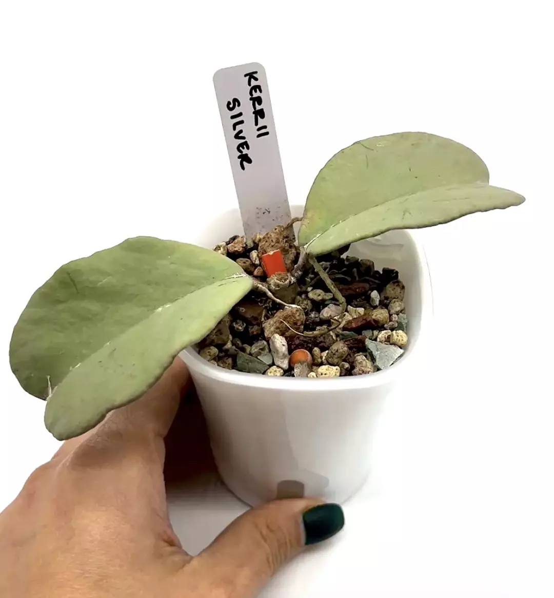 Hoya Kerrii Silver thumbnail