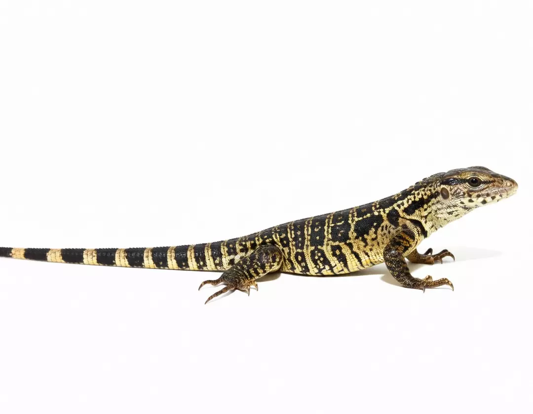 CBB gold tegus thumbnail