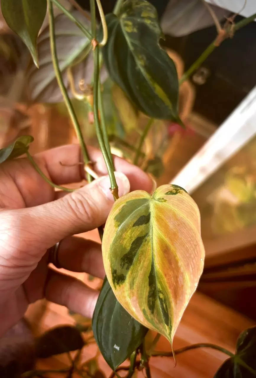 Mature LONG Aurea Micans vines thumbnail