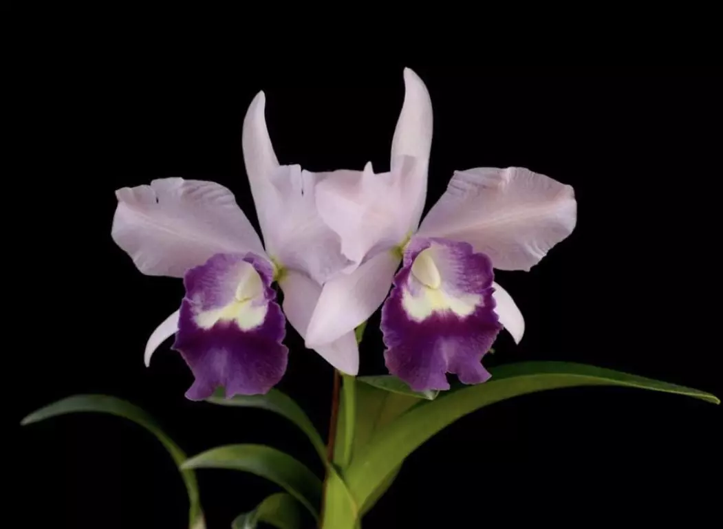 Rhyncattleanthe Boy's Grotto-Blue Boy division. - blooming size thumbnail