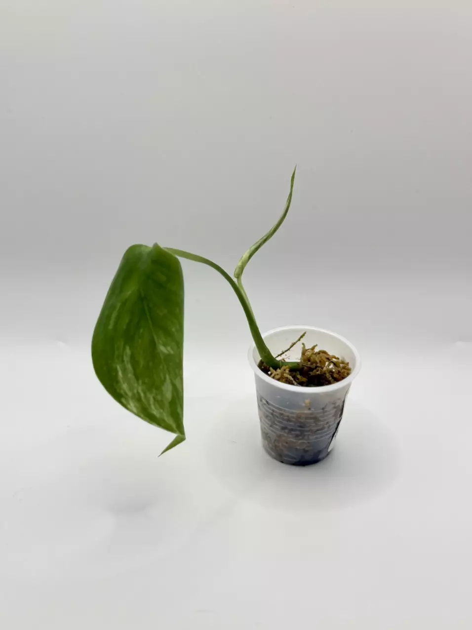 Scindapsus Blue Albo Salaka thumbnail