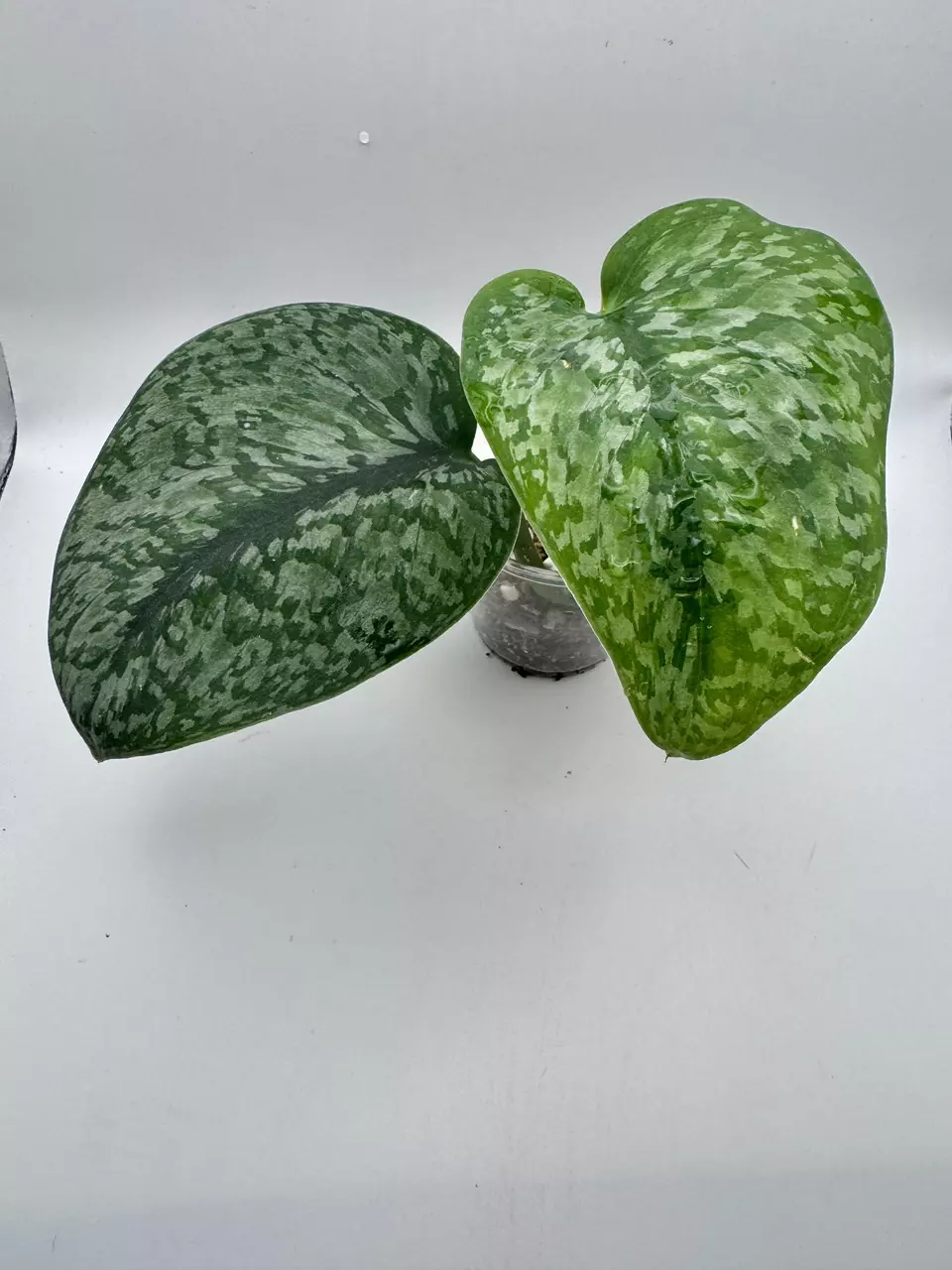Scindapsus Silver Duchess 0507 thumbnail