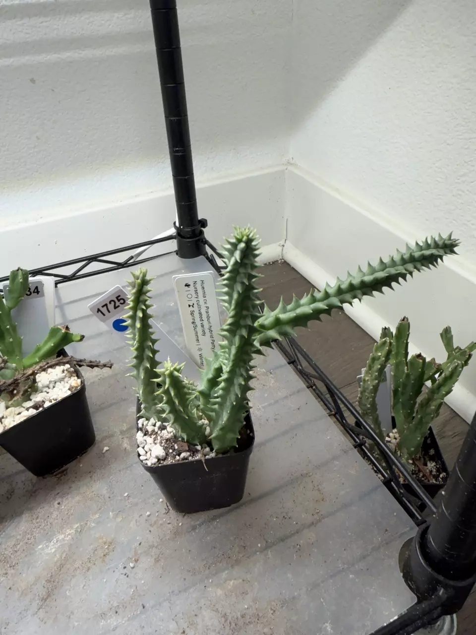 1725 - Huernia cv. Pranburi hybrid “Patty” thumbnail