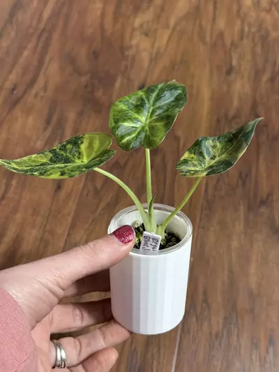 plant/White Cache pot for 2” pup cups-0-thumbnail