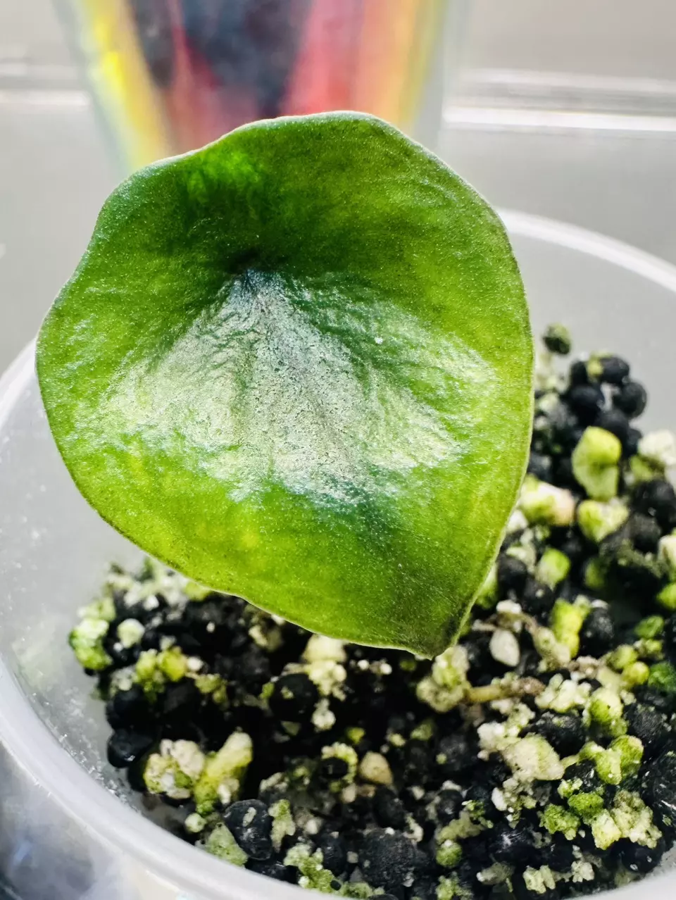 Alocasia Heterophylla Blue Metallic *Gamble* thumbnail