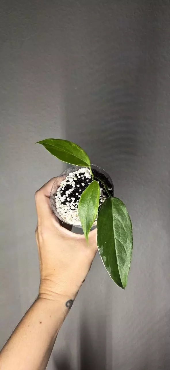 Hoya Buotti Albo *Rooted thumbnail