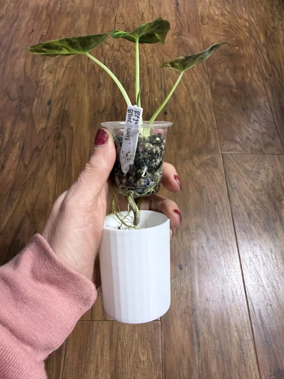 plant/White Cache pot for 2” pup cups-2