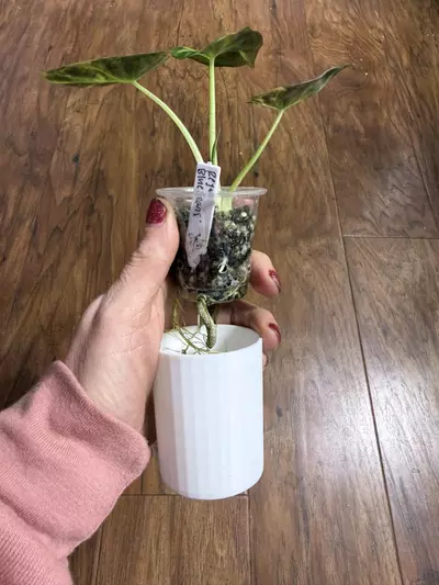 plant/White Cache pot for 2” pup cups-2-thumbnail