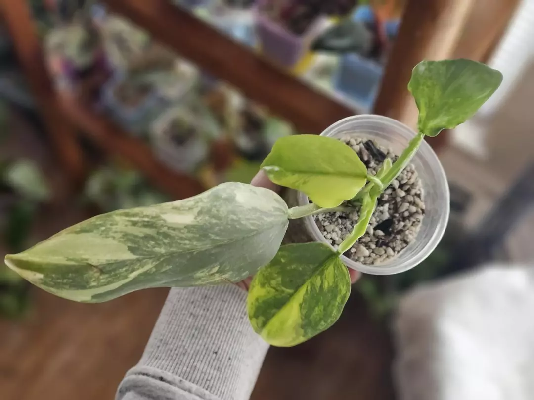 Philo v. Silver Sword thumbnail