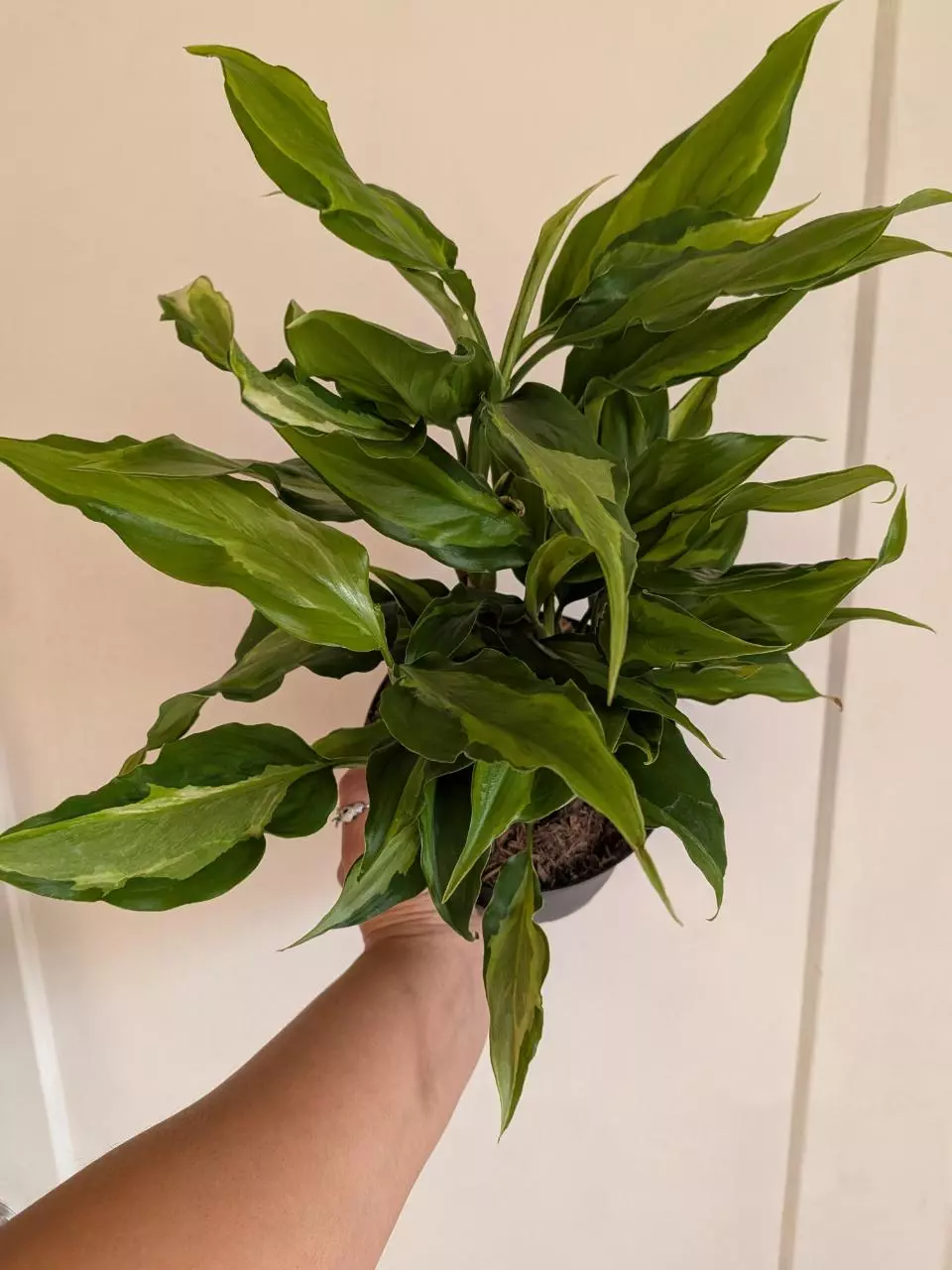 Aglaonema Spathonema thumbnail