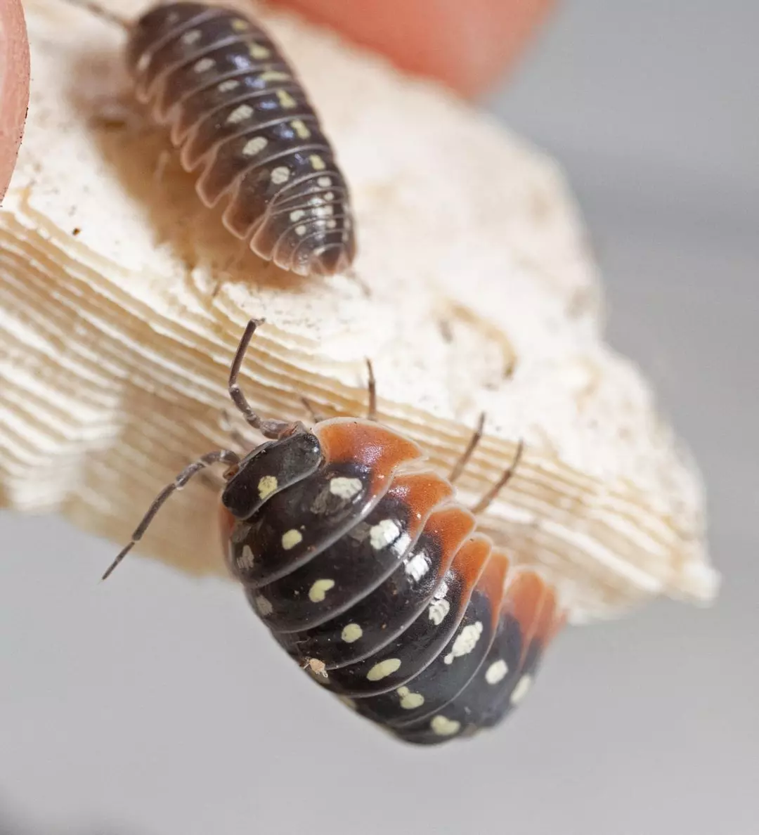 Armadillidium klugii 'Clown' thumbnail