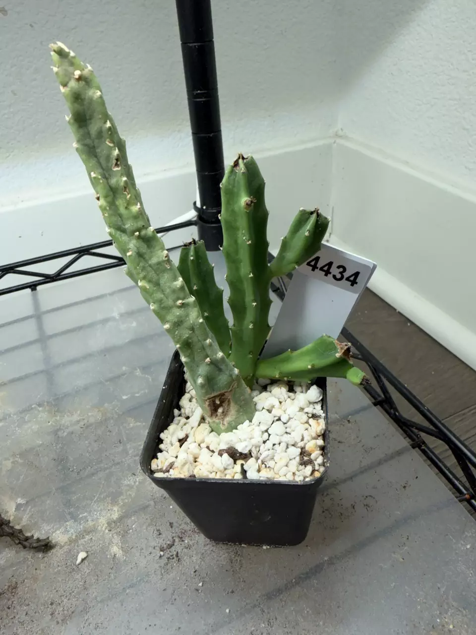 4434 - Stapelianthus x pulvinata thumbnail