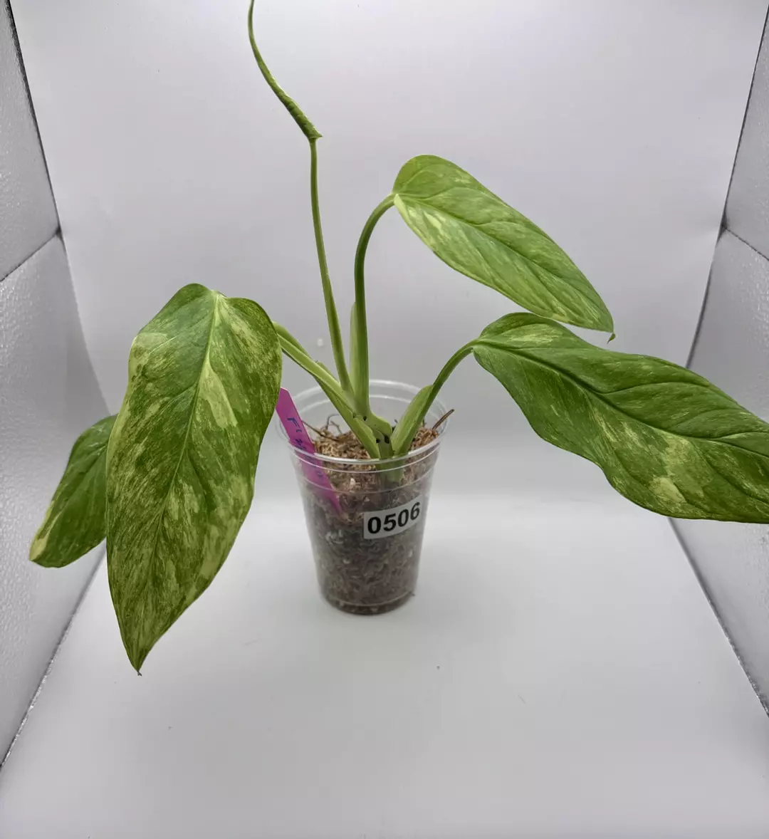 Monstera Obliqua Mayuna Variegated 0506 thumbnail