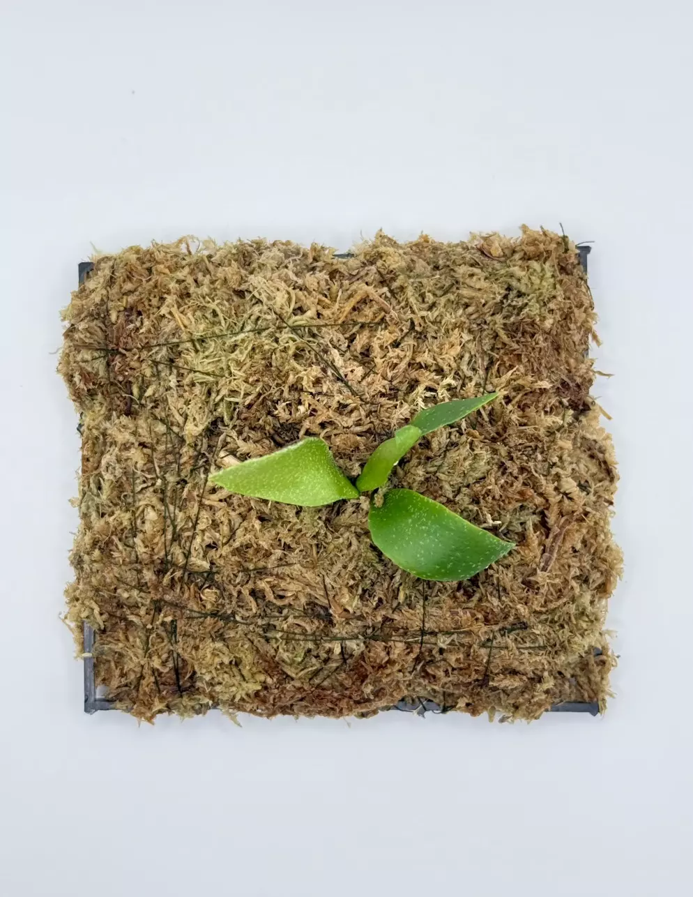 Platycerium Foong SiQi thumbnail