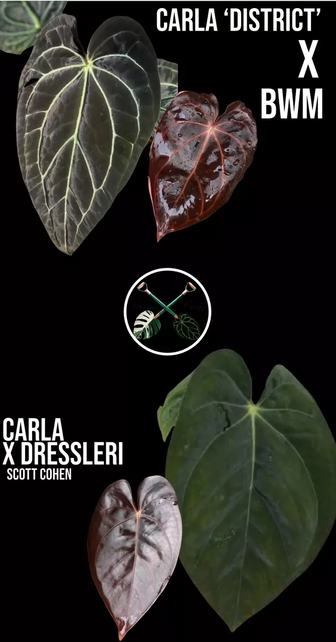 (Carla ‘District’ x BWM) X (Carla x Dressleri) S.C. thumbnail