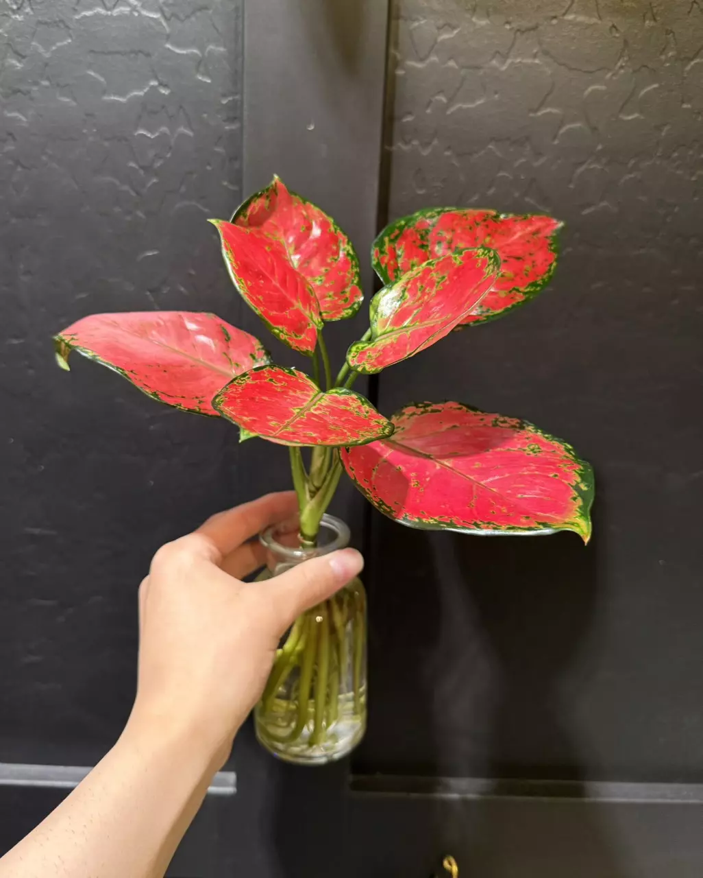 Aglaonema ‘Diamond Red’ thumbnail