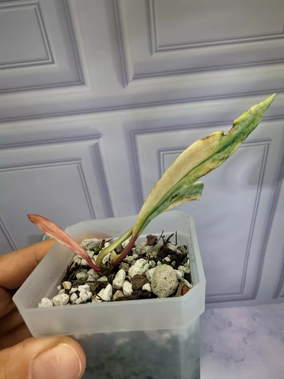 Hoya Pubicalyx Albo / peridot variegation thumbnail