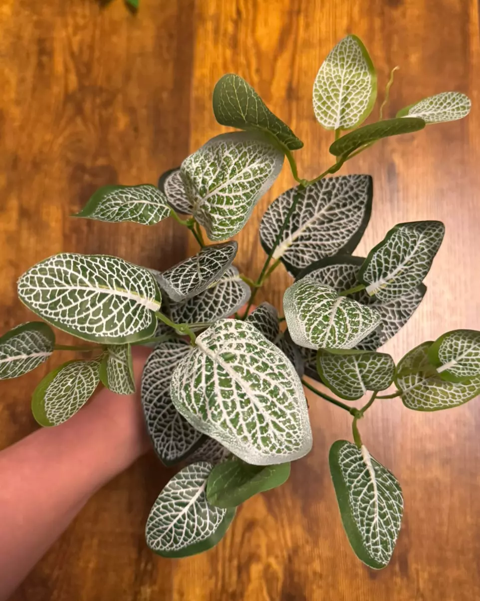 Artificial Nerve Plant (2x) thumbnail